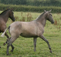 Fohlen 2007